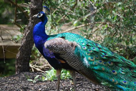 Aug 23, 2022 ... If you're not able to find a breeder or a farm near you with peacocks for sale, I recommend ordering your birds from an online hatchery. My go- ...